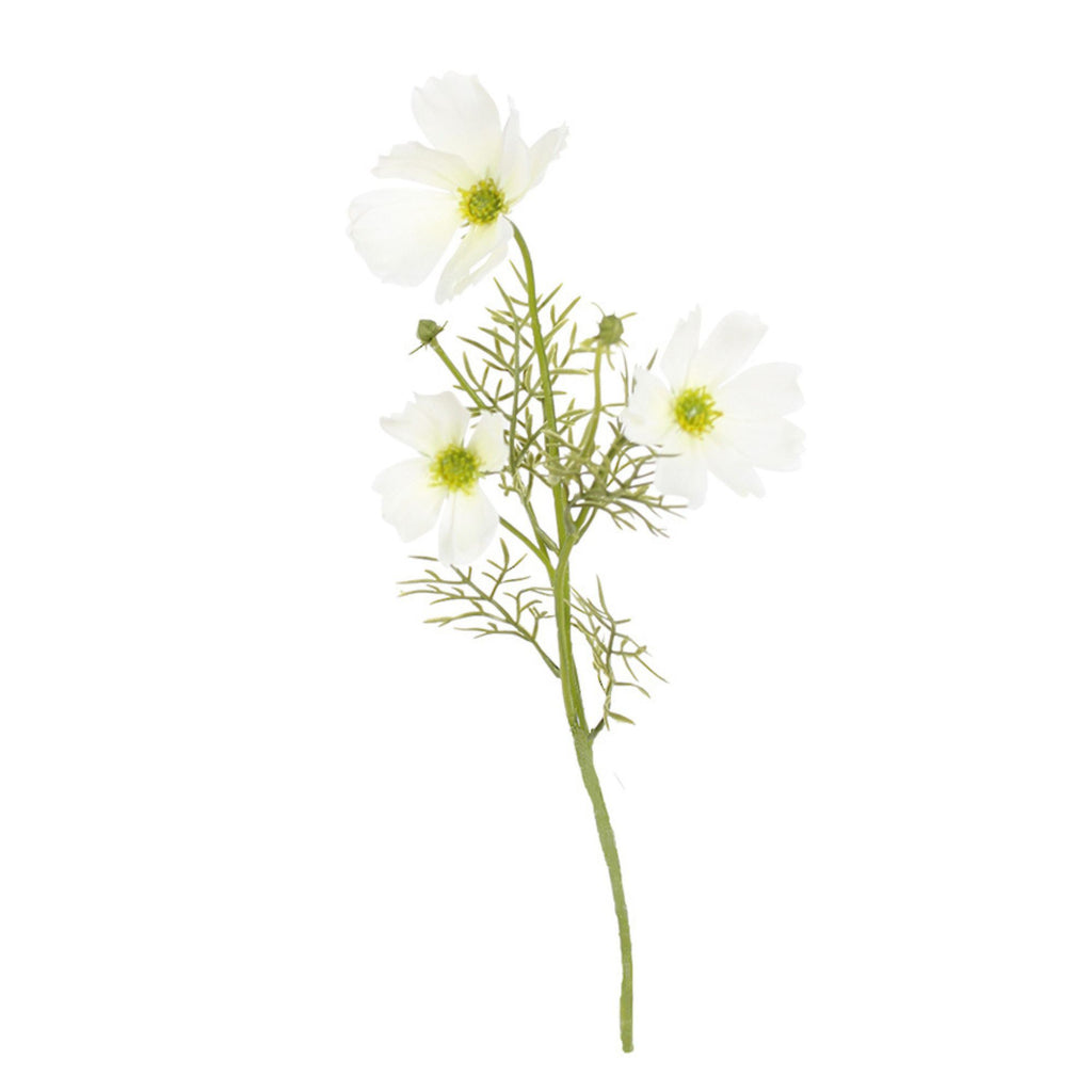 Cosmos white flower stem with three flowers against a white background